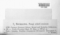 Caeoma evonymi image